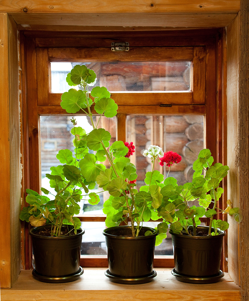 flowers / fascinating flowers