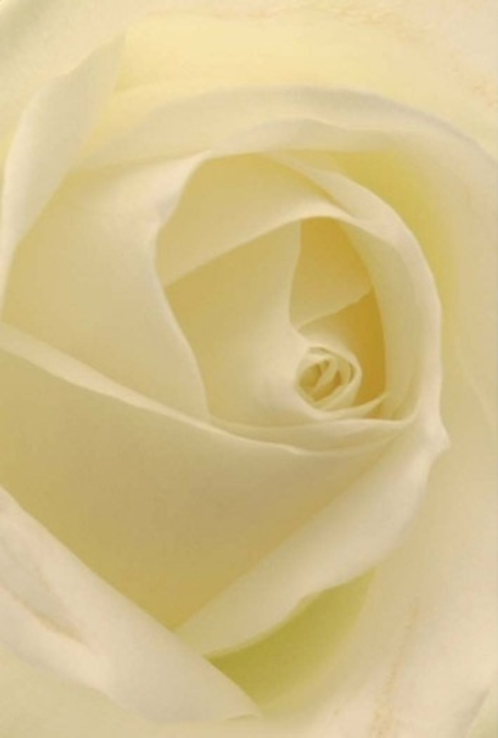 Gazing closely at this pristine cream-white rose, one is drawn into the intricate layering of each petal-soft yet resolute, much like the landscapes surrounding Mortlake Green. Gentle sunlight filters through, infusing every layer with a warm glow and lending the petals an almost translucent quality. The spiral at the flower's heart is pure and unbroken, conjuring a sense of hope and renewal-fitting for romantic gestures, heartfelt apologies, or elegant gatherings in the heart of Mortlake. Subtle gradations of white and cream blend like watercolours on a fine canvas, while the unseen hint of fragrance suggests calm, fresh mornings along the Thames. This bloom captures the meticulous style of Mortlake's finest florists: petals set with care, colour balanced for depth, and every arrangement designed to evoke emotion. Whether as a centrepiece or a meaningful token, the rose offers a natural sophistication that matches the tranquil spirit of the neighbourhood.